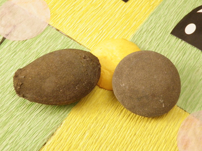 Pop Rocks, 1 Paar lebende Steine