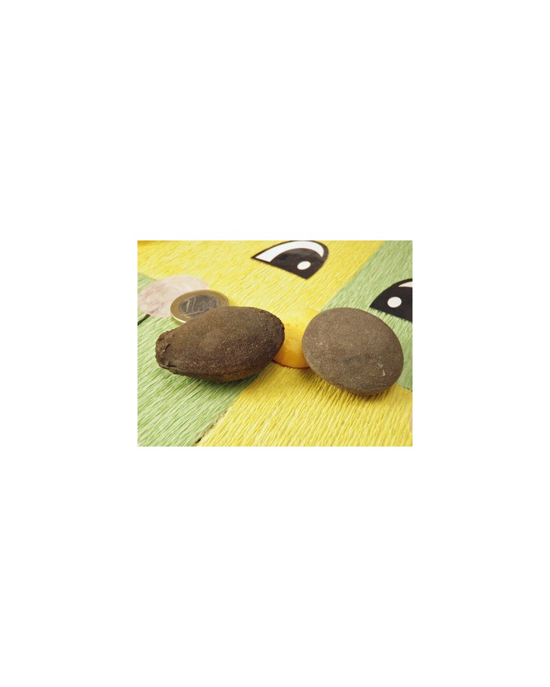 Pop Rocks, 1 Paar lebende Steine