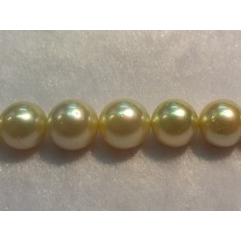 Südseeperlen Strang gold 12.1-14.3mm 2