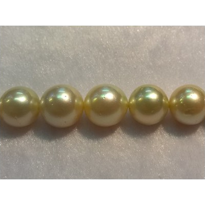 Südseeperlen Strang gold 12.1-14.3mm