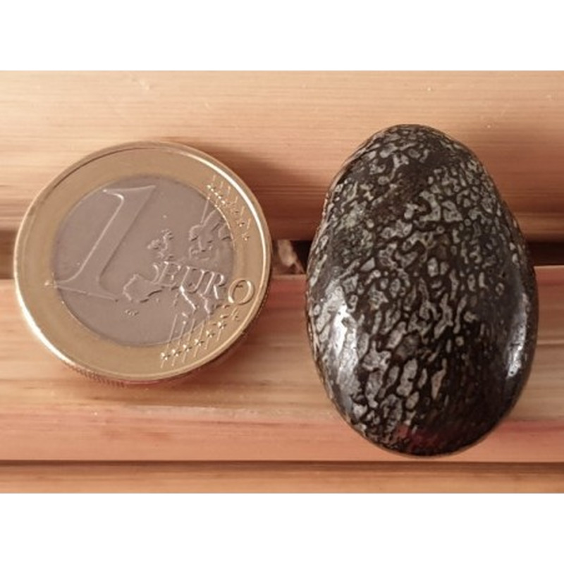 Dinosaurierknochen fossil mit Bohrung