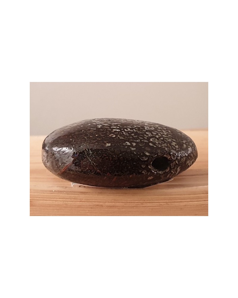 Dinosaurierknochen fossil mit Bohrung