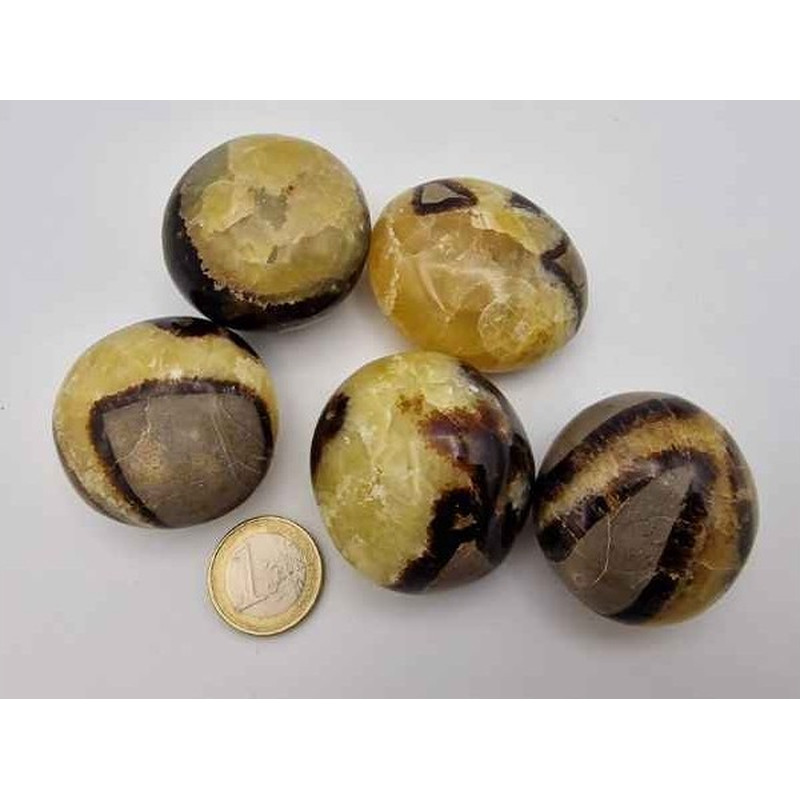 Septarie