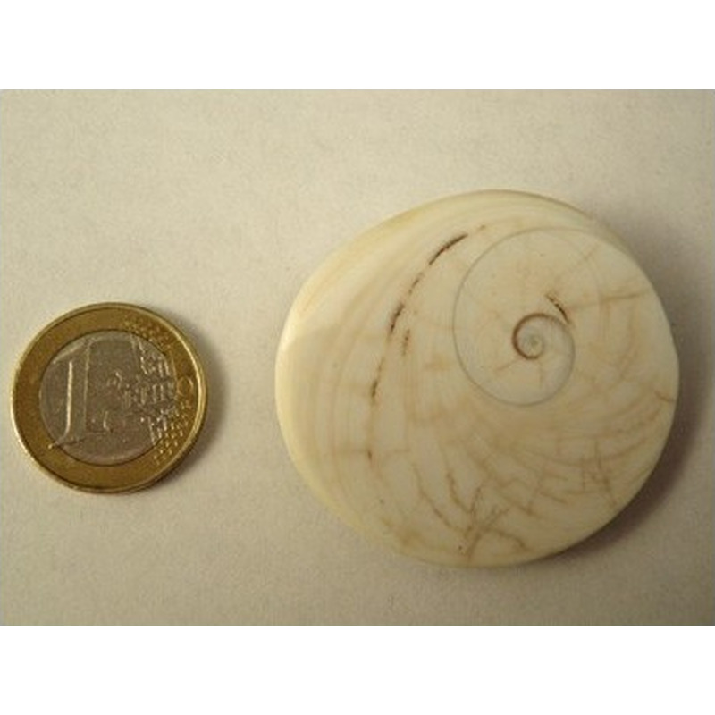 Shiva Eye XL