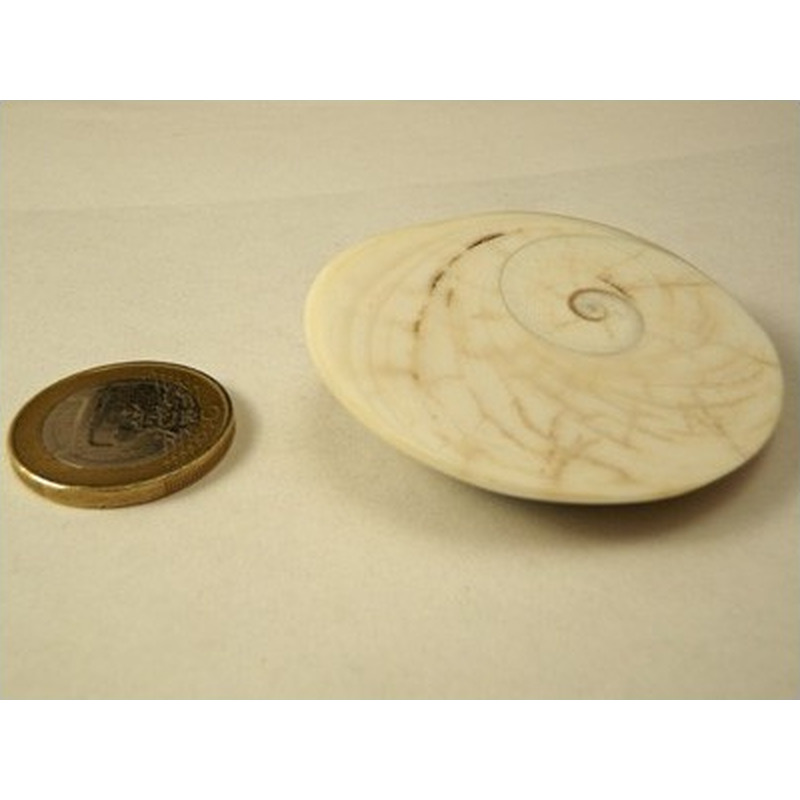 Shiva Eye XL