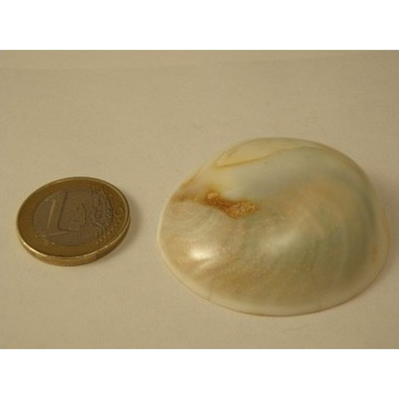 Shiva Eye XL