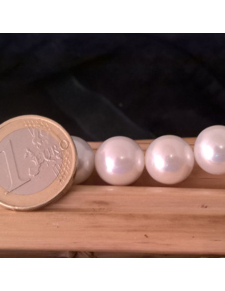 Shellperle 12mm